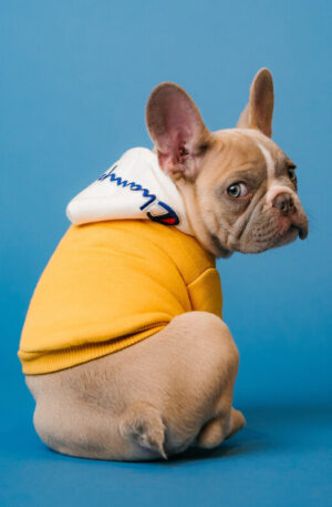 Dog Yellow sweater